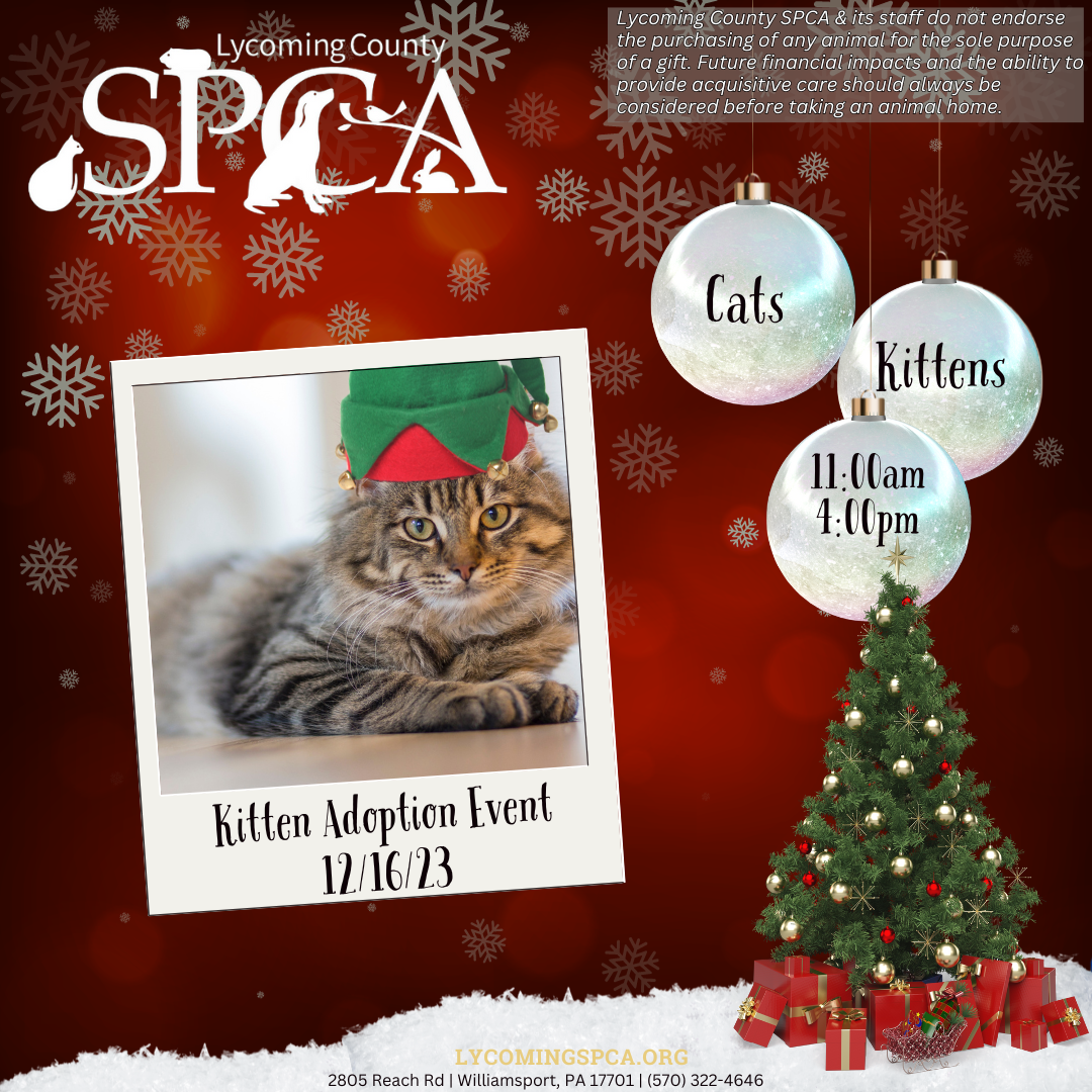 2023 Christmas Kitten Adoption event