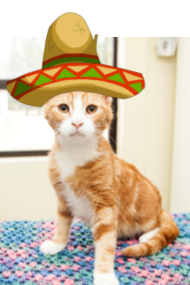 cat wearing sombrero
