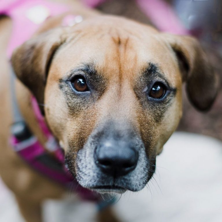 Our Impact County SPCA